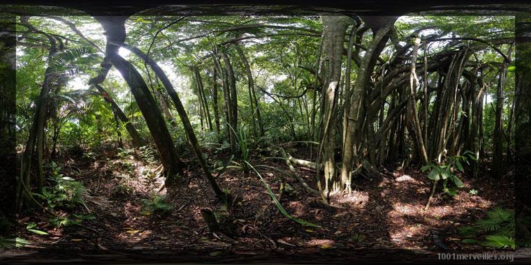 Panography in print mode : Jungle