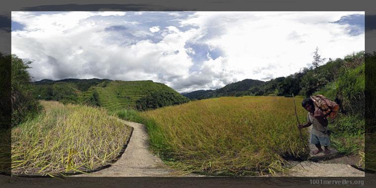 Panography in print mode : A farmer and his harvest of wood